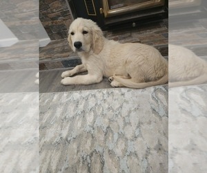 English Cream Golden Retriever Puppy for Sale in ELVERTA, California USA