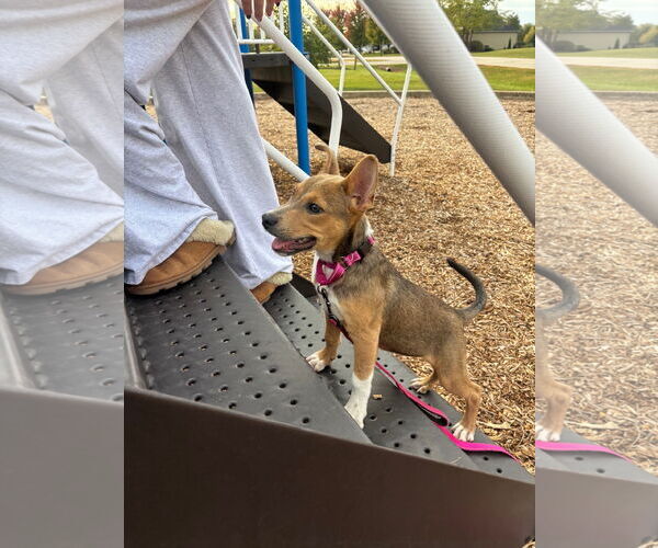Medium Photo #3 American Pit Bull Terrier-Coonhound Mix Puppy For Sale in GILBERTS, IL, USA