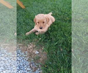 Golden Retriever Puppy for sale in APPLE CREEK, OH, USA