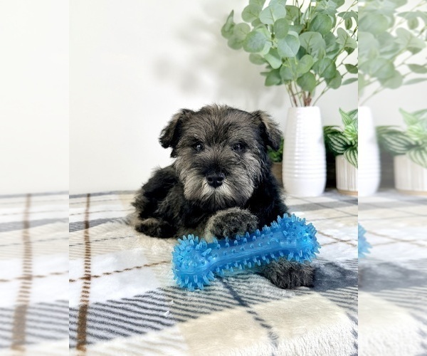 Medium Photo #3 Schnauzer (Miniature) Puppy For Sale in GREENFIELD, IN, USA