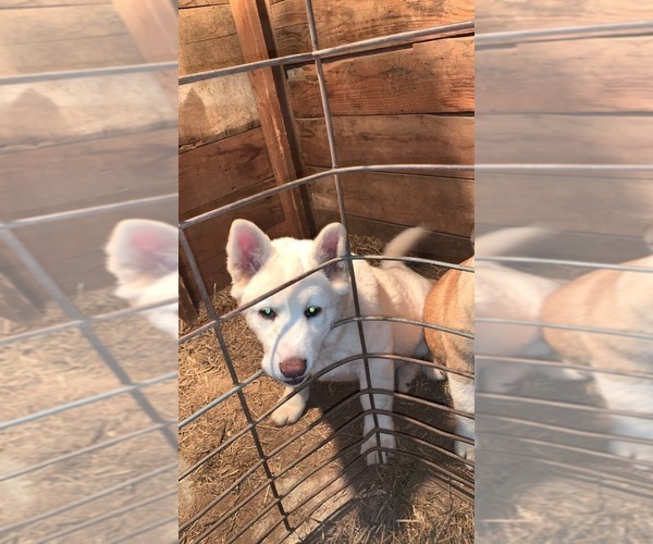Medium Photo #1 Akita Puppy For Sale in STROUD, OK, USA