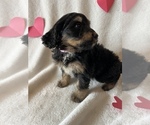 Small Photo #6 Bernedoodle Puppy For Sale in HARROGATE, TN, USA
