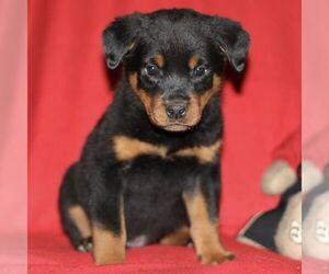 Rottweiler Puppy for sale in ATGLEN, PA, USA