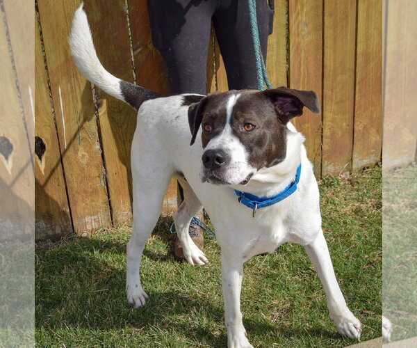 Medium Photo #4 Labrenees Puppy For Sale in Huntley, IL, USA