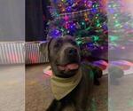 Small Photo #1 Cane Corso Puppy For Sale in WARMINSTER, PA, USA