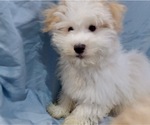 Small Photo #5 Havanese Puppy For Sale in FENTON, MO, USA