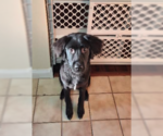 Small #1 Mutt