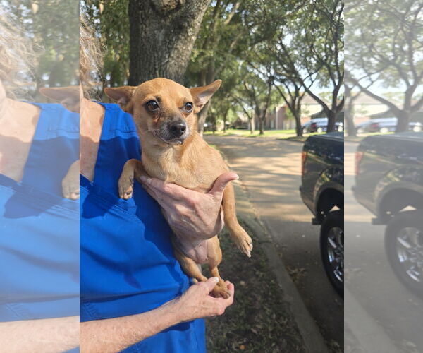 Medium Photo #4 Chihuahua Puppy For Sale in Rosenberg, TX, USA
