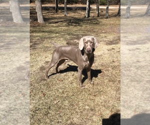 Father of the Weimaraner puppies born on 04/15/2022