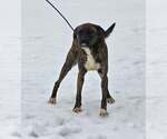 Small #5 Boxer Mix
