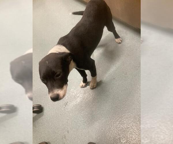 Medium Photo #1 Mutt Puppy For Sale in Baytown, TX, USA