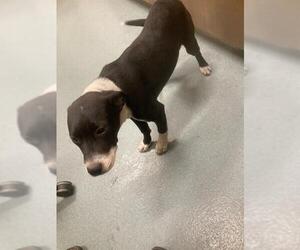 Mutt Dogs for adoption in Baytown, TX, USA