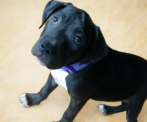 American Pit Bull Terrier Puppy for sale in TRENTON, NJ, USA