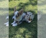 Small #5 Pembroke Welsh Corgi