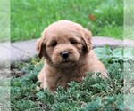 Small Photo #4 Labradoodle Puppy For Sale in SYRACUSE, IN, USA