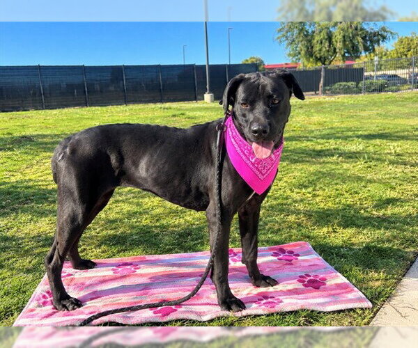 Medium Photo #1 Mastador Puppy For Sale in Orange, CA, USA