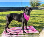 VELVET - Female Mastador Dog for Adoption - Small photo