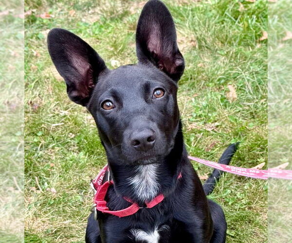 Medium Photo #5 Mutt Puppy For Sale in Canton, CT, USA