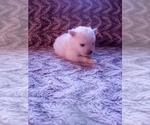 Small Photo #22 Pomeranian Puppy For Sale in CORYDON, IN, USA