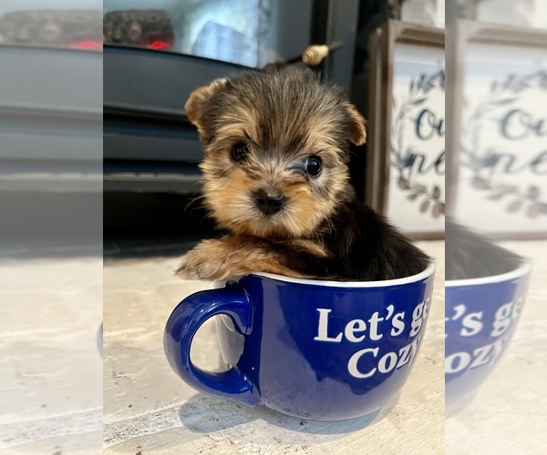 Medium Photo #3 -Yorkshire Terrier Mix Puppy For Sale in BRUNSWICK, OH, USA