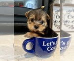 Small Photo #3 -Yorkshire Terrier Mix Puppy For Sale in BRUNSWICK, OH, USA
