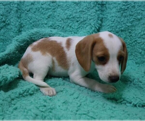 Medium Photo #1 Beagle Puppy For Sale in ORO VALLEY, AZ, USA