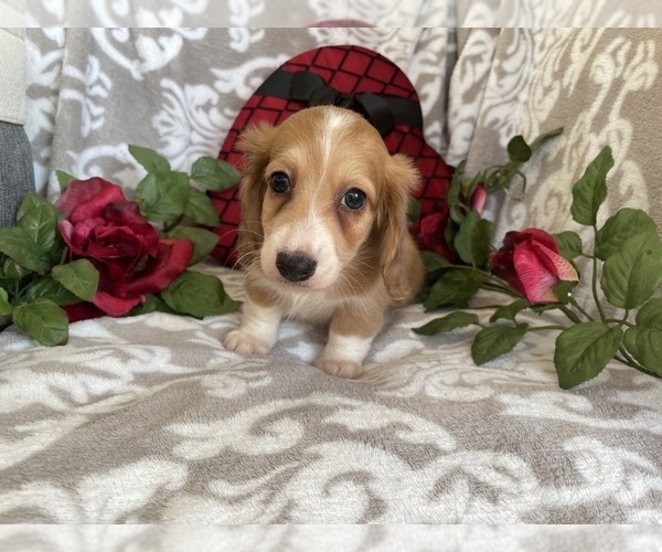 Medium Photo #5 Dachshund Puppy For Sale in SHILOH, OH, USA