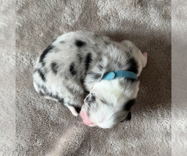 Medium Photo #3 Australian Shepherd Puppy For Sale in HENRICO, VA, USA