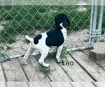 Puppy Leo German Shorthaired Pointer