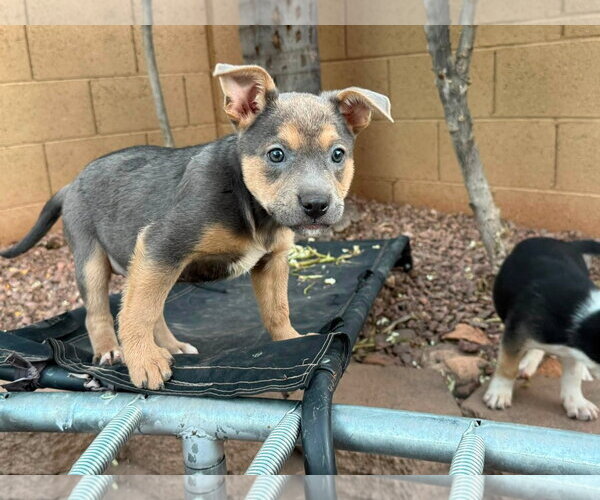 Medium Photo #8 Jack Russell Terrier-Staffordshire Bull Terrier Mix Puppy For Sale in Cave Creek, AZ, USA