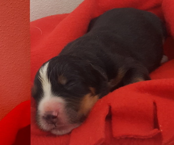 Medium Photo #3 Bernese Mountain Dog Puppy For Sale in NORWOOD, MO, USA