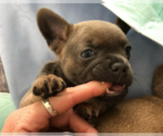 Small Photo #5 French Bullhuahua Puppy For Sale in LEAVENWORTH, WA, USA