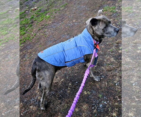 Medium Photo #2 Mutt Puppy For Sale in Hinton, WV, USA