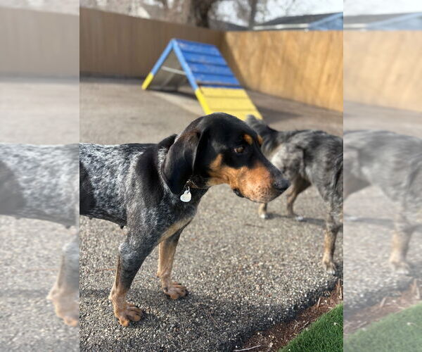 Medium Photo #3 Bluetick Coonhound-Unknown Mix Puppy For Sale in Salt Lake City, UT, USA