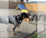 Small #2 Bluetick Coonhound Mix