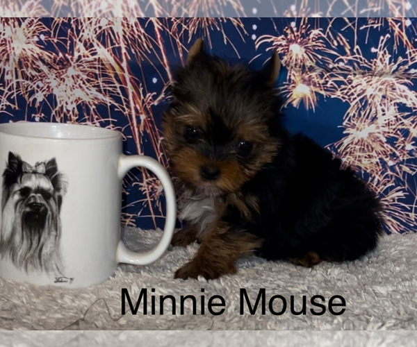 Medium Photo #4 Yorkshire Terrier Puppy For Sale in AZLE, TX, USA