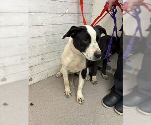 Mutt Dogs for adoption in San Bernardino, CA, USA