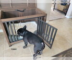Small #1 French Bulldog