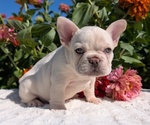 Small #12 French Bulldog