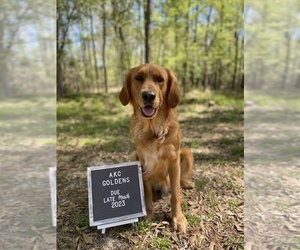 Mother of the Golden Retriever puppies born on 03/26/2023