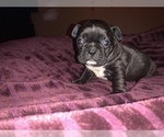Small Photo #4 French Bulldog Puppy For Sale in PITTSBURG, CA, USA