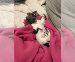 Small Photo #6 Dachshund Puppy For Sale in BLANCHARD, OK, USA