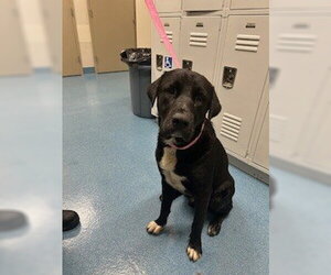 Labrador Retriever-Unknown Mix Dogs for adoption in Pearland, TX, USA