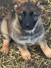 German Shepherd Dog Puppy for sale in BOWIE, MD, USA
