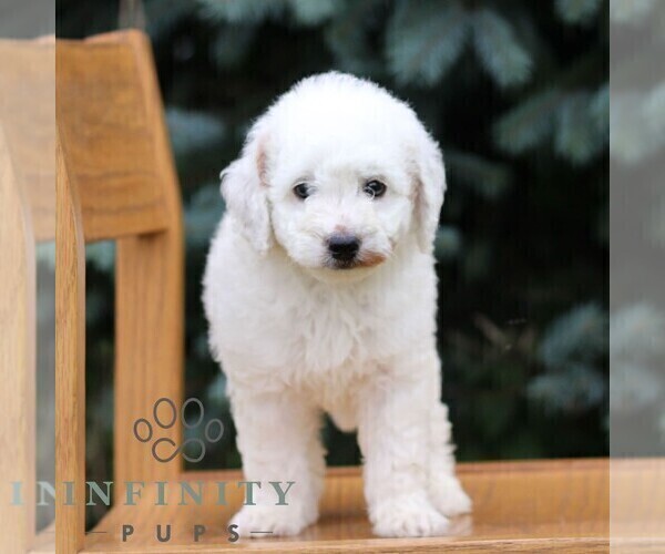 Medium Photo #3 Goldendoodle (Miniature) Puppy For Sale in EPHRATA, PA, USA