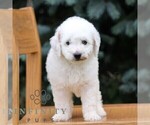 Small #2 Goldendoodle (Miniature)