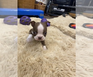 Boston Terrier Puppy for sale in FREDONIA, KS, USA