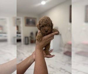 Poodle (Toy) Puppy for Sale in TAMPA, Florida USA