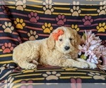 Small Photo #5 Goldendoodle Puppy For Sale in PEACH BOTTOM, PA, USA