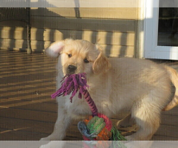Medium Photo #4 Golden Retriever Puppy For Sale in MECHANICSVILLE, MD, USA